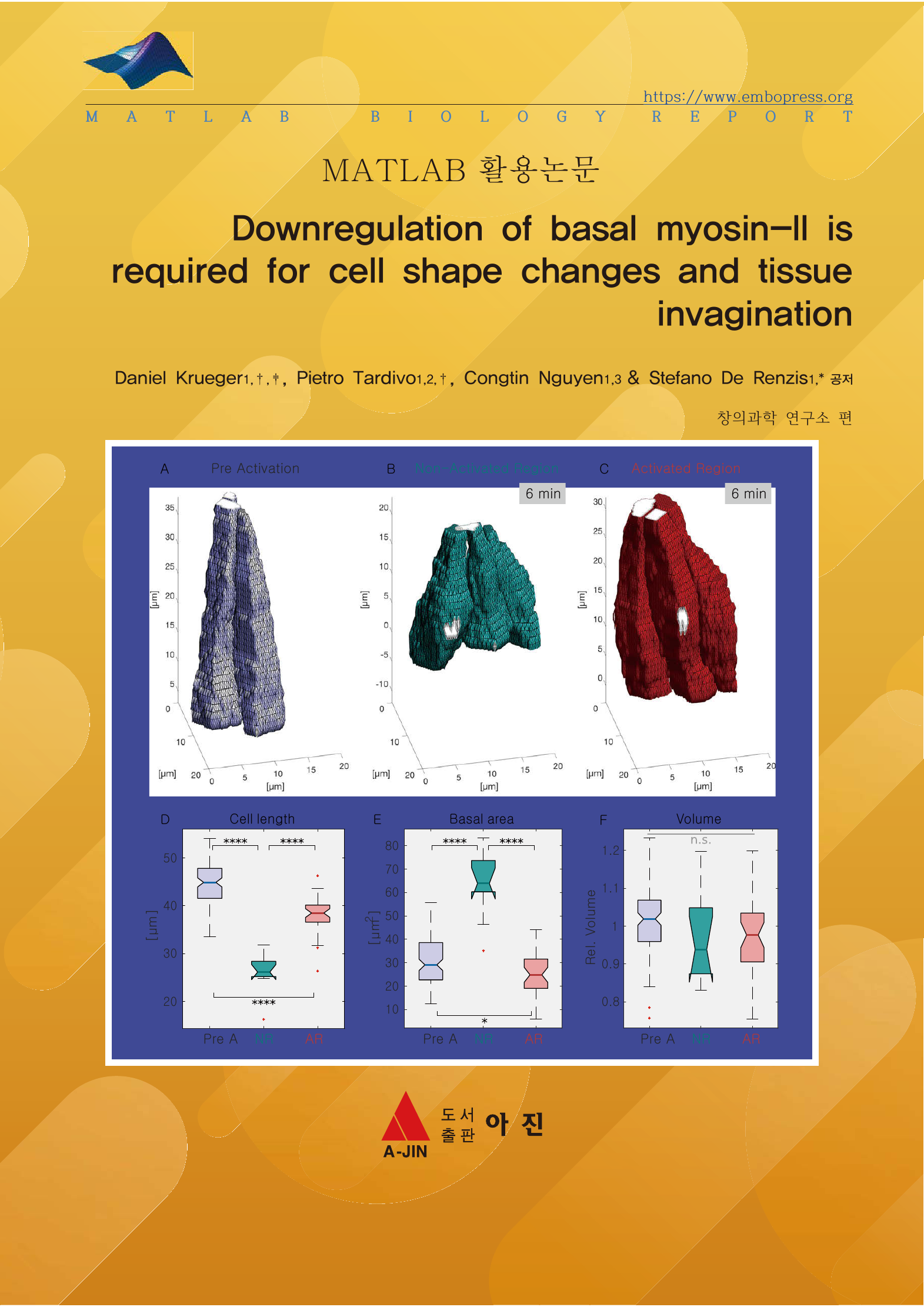 Downregulation of basal myosin-II is required for cell shape changes and tissue invagination