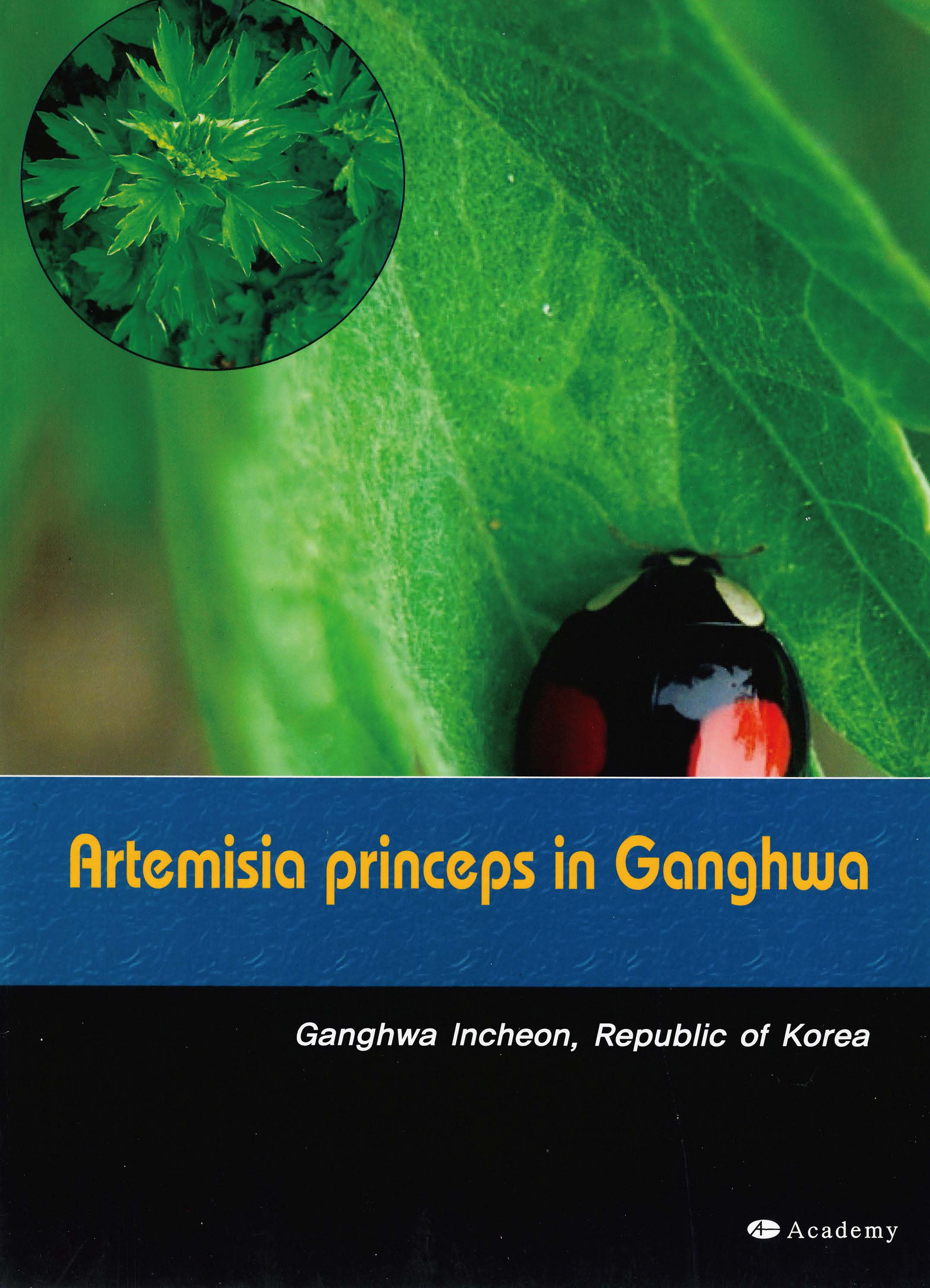 Artemisia Princeps in Ganghwa